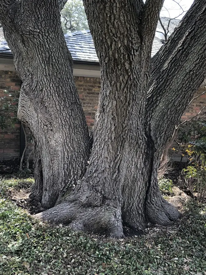 Mature heritage tree close to a Alexandria property cared for by certified arborists