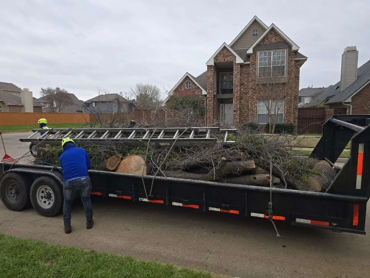 Expert Tree Removal with proper safety equipment in Alexandria